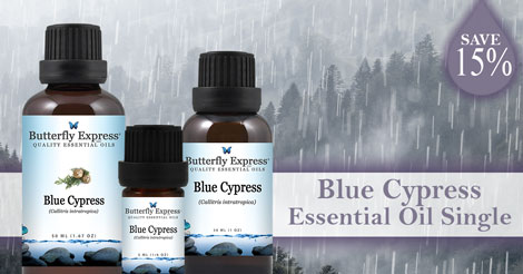 Save 15% on Blue Cypress