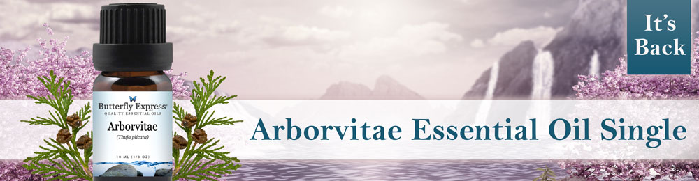 Arborvitae Essential Oil Single
