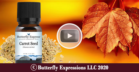 Carrot Seed Essential Oil