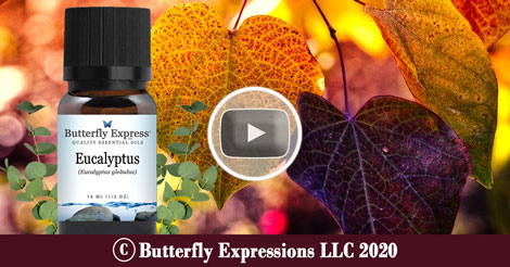 Eucalyptus Globulus Essential Oil