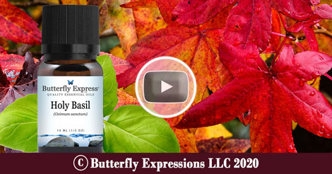 Holy Basil Essential Oil