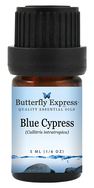 Blue Cypress