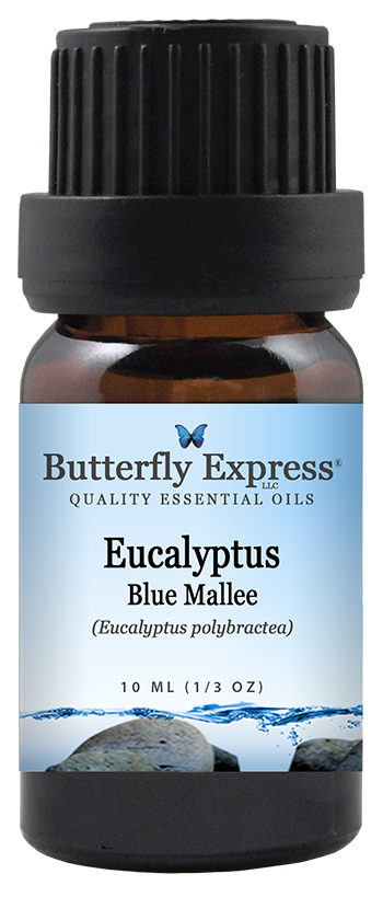 Eucalyptus Blue Mallee