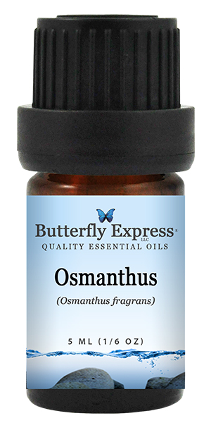 Osmanthus
